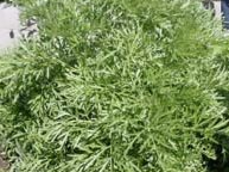 Полынь горькая