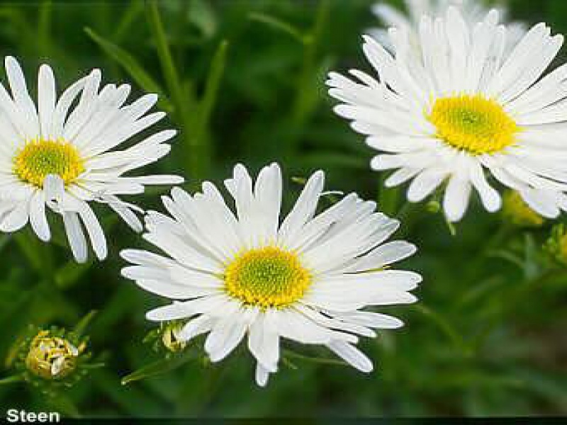 Астра альпийская