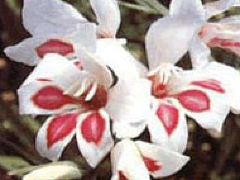 Ацидантера тропическая