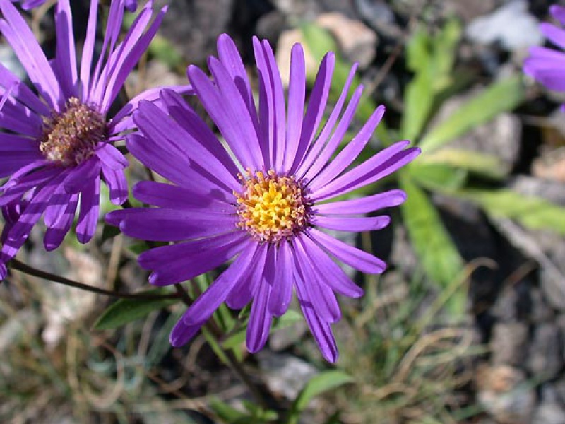 Астра итальянская или европейская