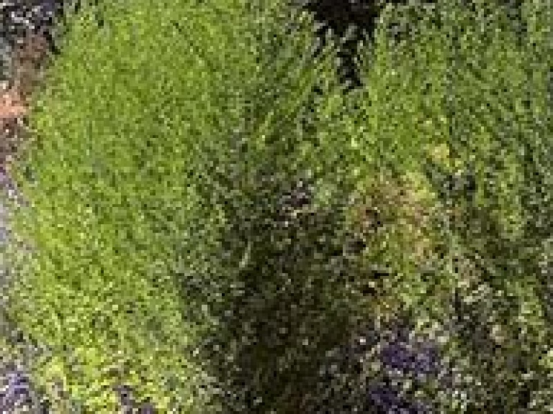 Полынь однолетняя