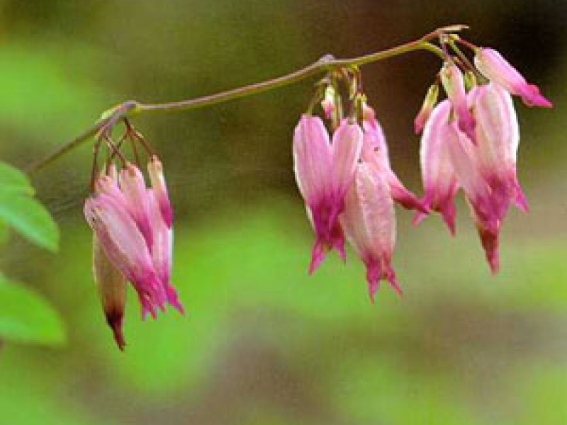 Адлумия азиатская