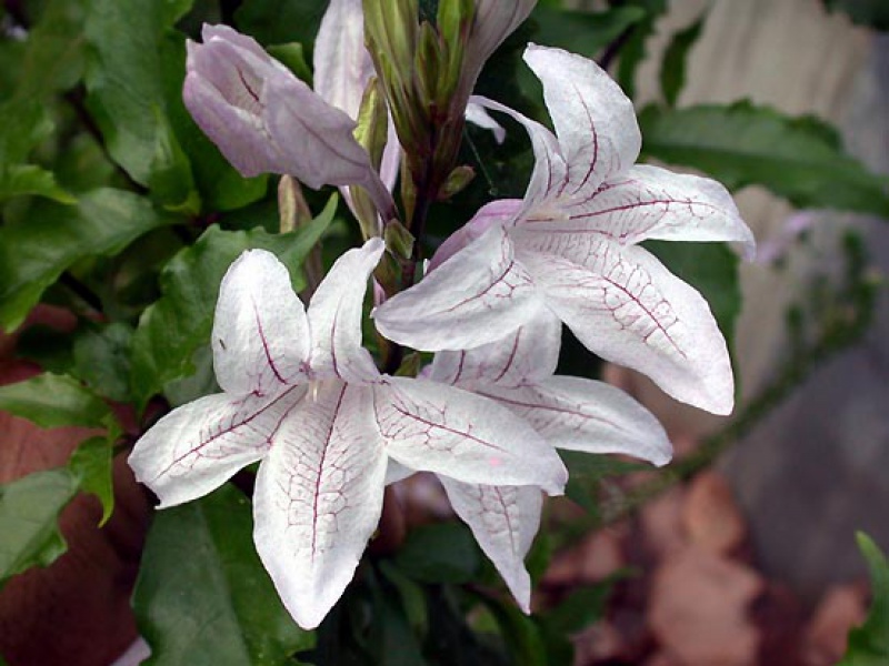 Азистазия прекрасная