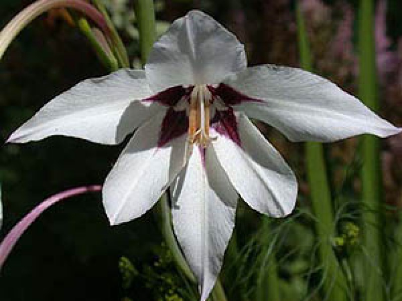 Ацидантера двухцветная