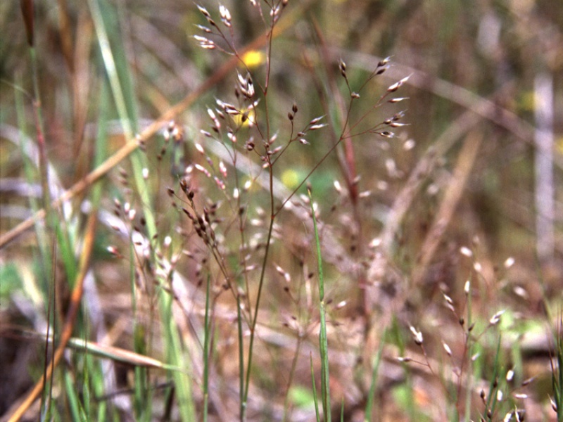 Айра гвоздичная