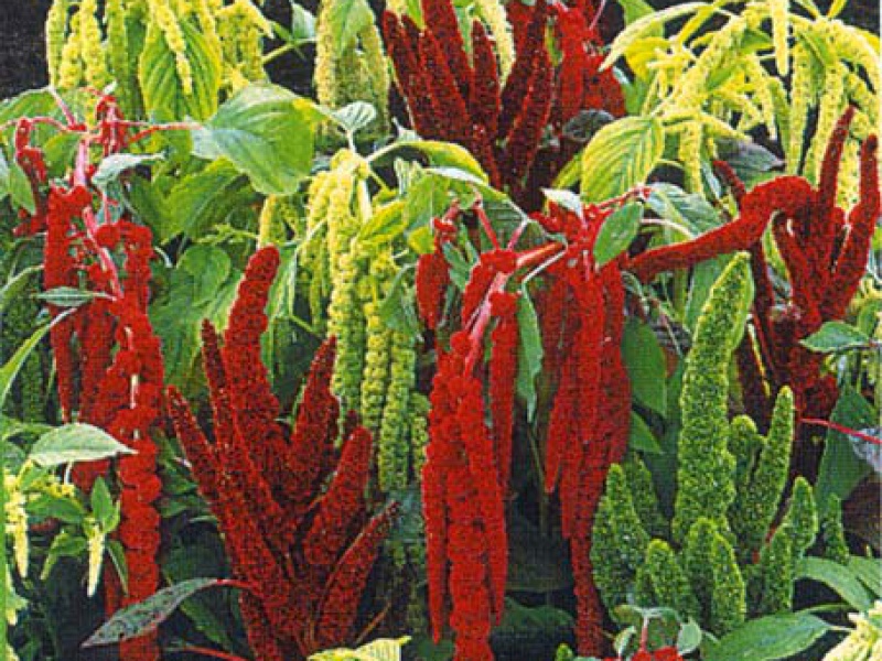 Амарант хвостатый