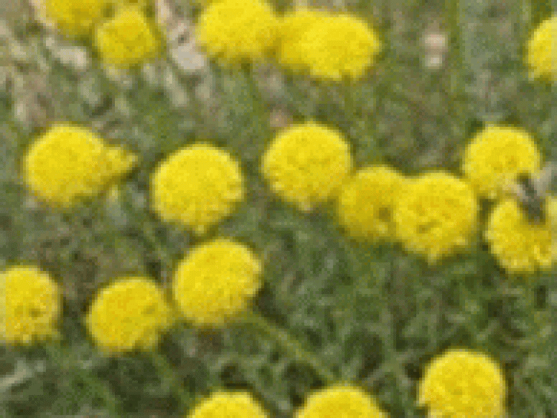 Живучка елочковидная