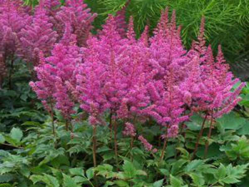 Астильба китайская