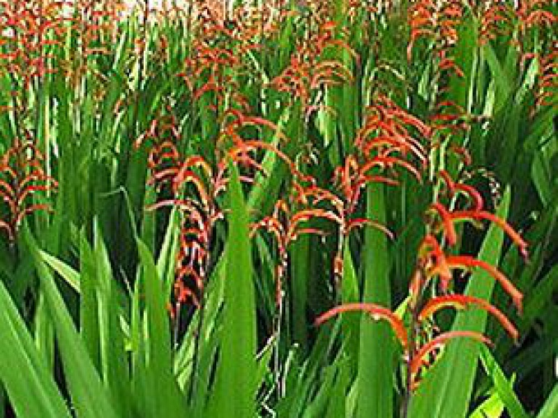 Антолиза кунония