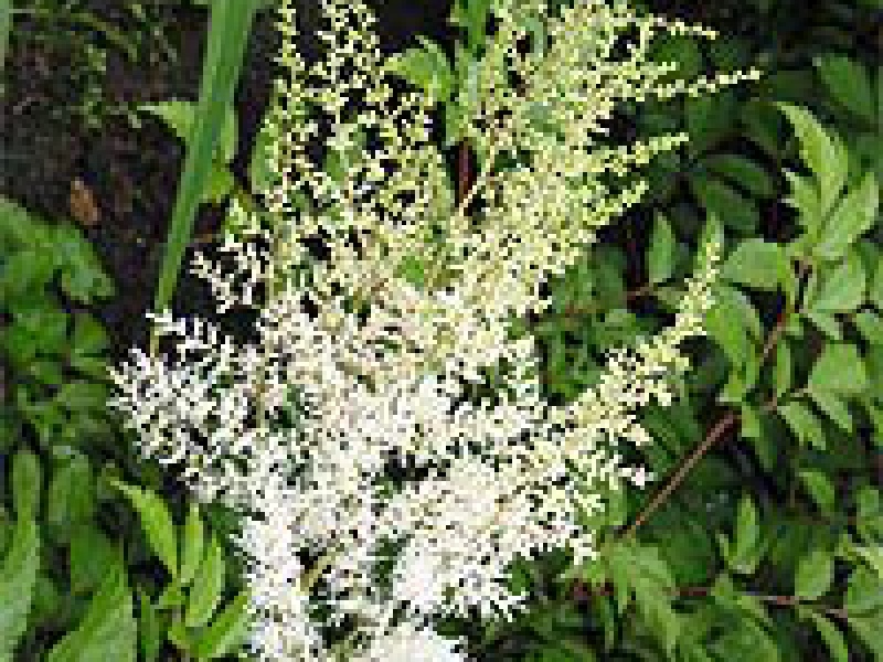 Астильба Давида