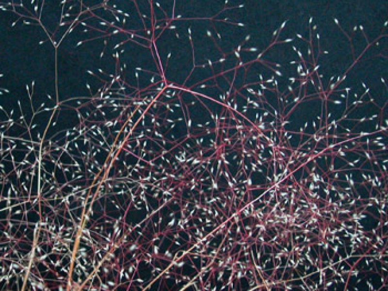 Айра изящная