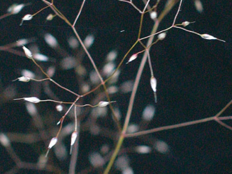 Айра изящнейшая