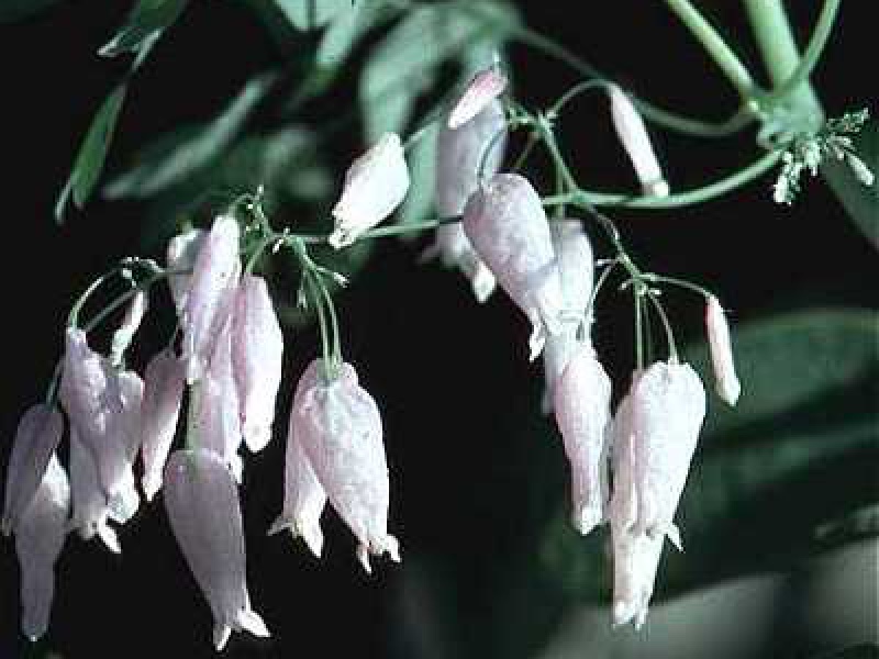 Адлумия губчатая