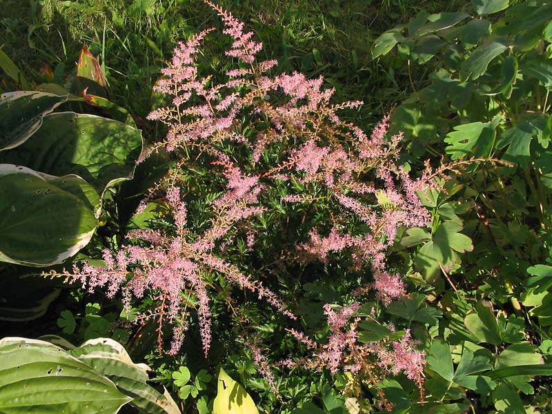 Астильба голая