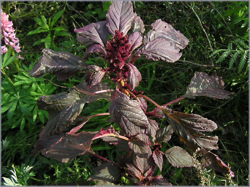 Амарант темный