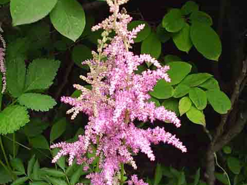 Астильба корейская