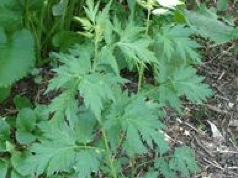 Полынь молочноцветковая