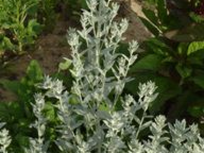 Полынь Людовика