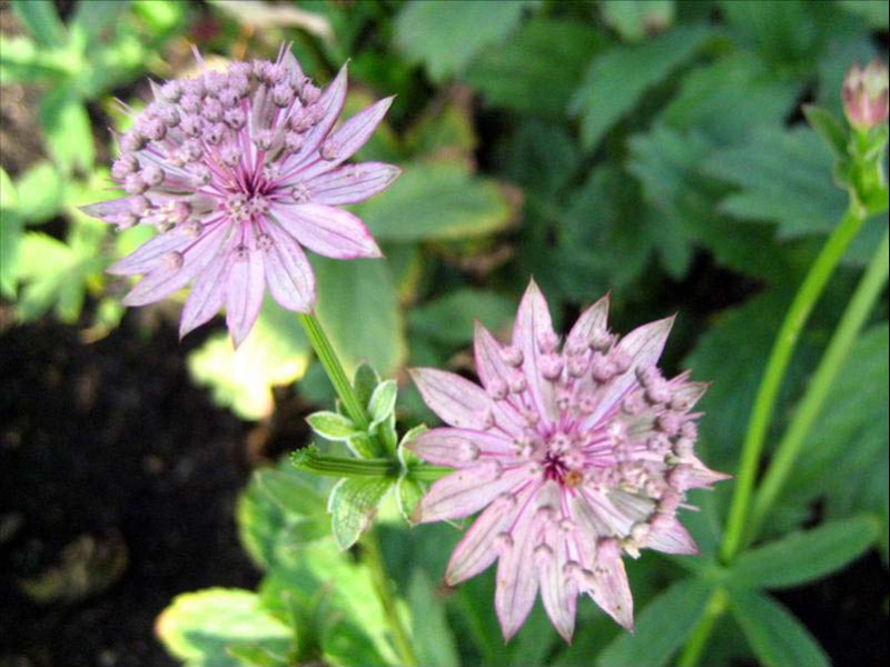 Астранция крупная