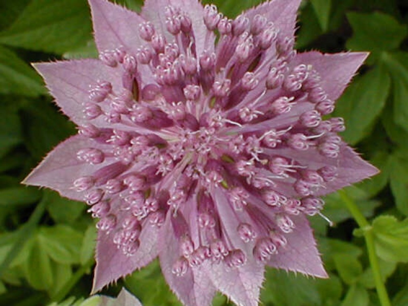 Астранция наибольшая