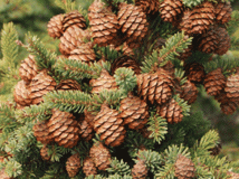 Пихта майра