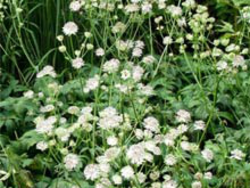 Астранция малая