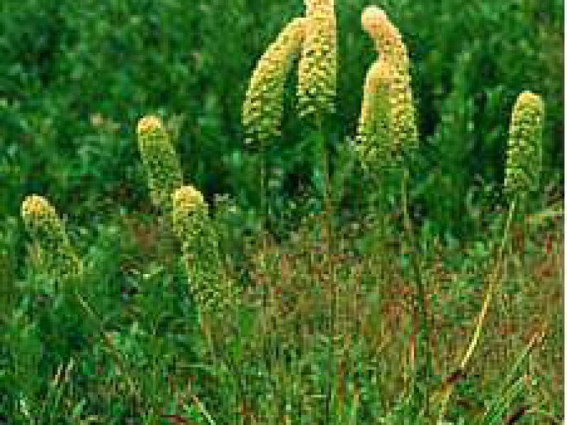 Амиантиум мухоморный