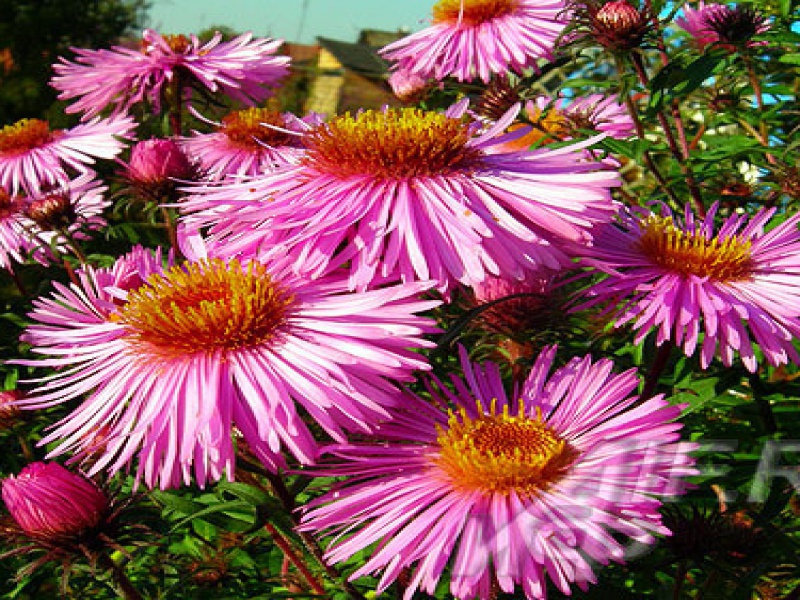 Астра новоанглийская или американская