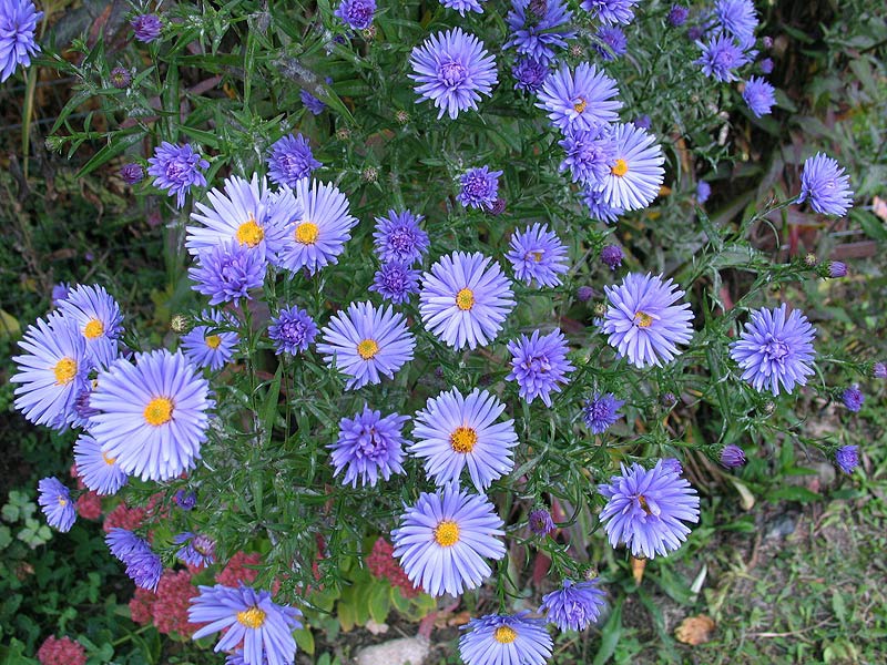 Астра новобельгийская или виргинская