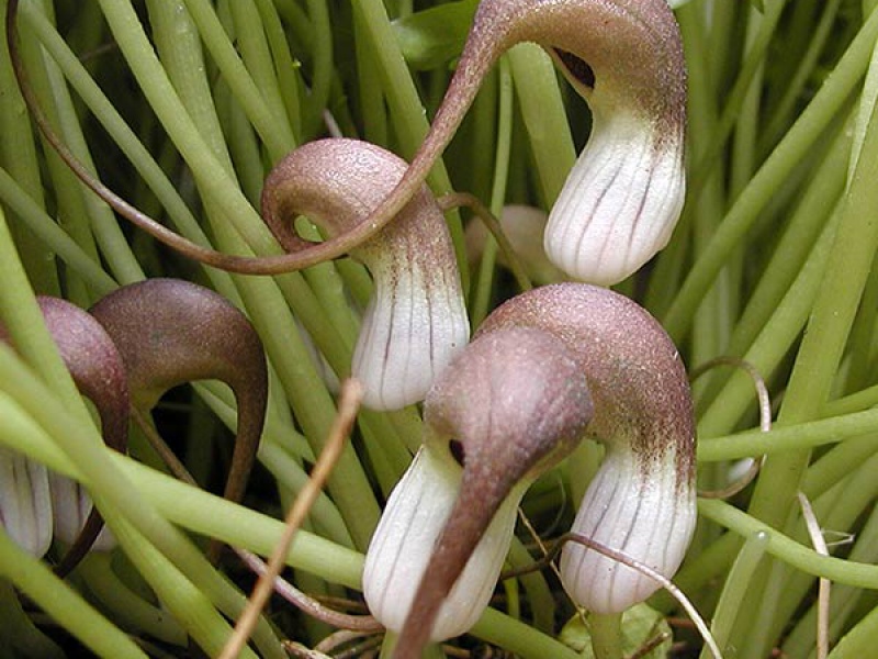 Аризарум хоботковидный