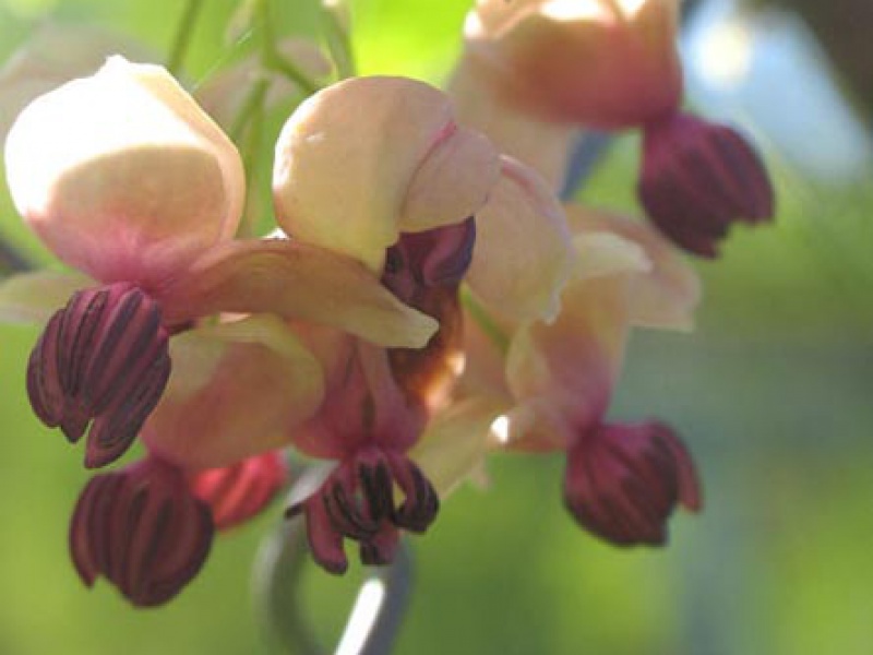 Акебия пятерная