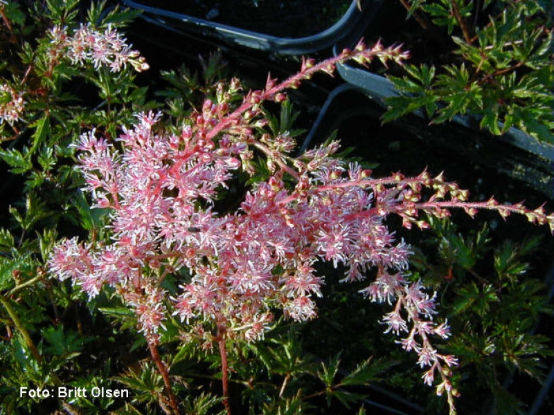 Астильба простолистная