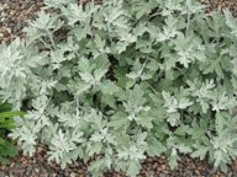 Полынь Стеллера