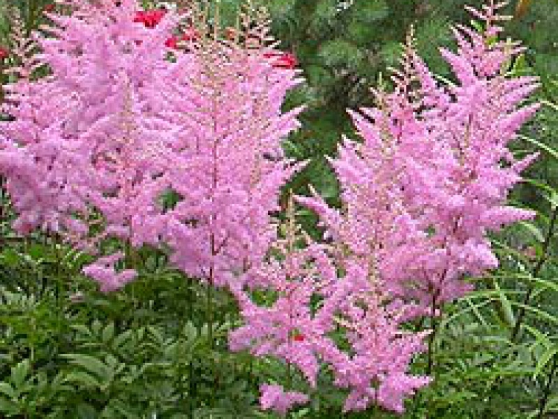 Астильба Тунберга