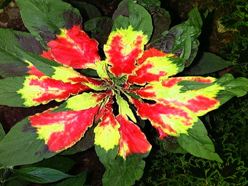 Амарант трехцветный