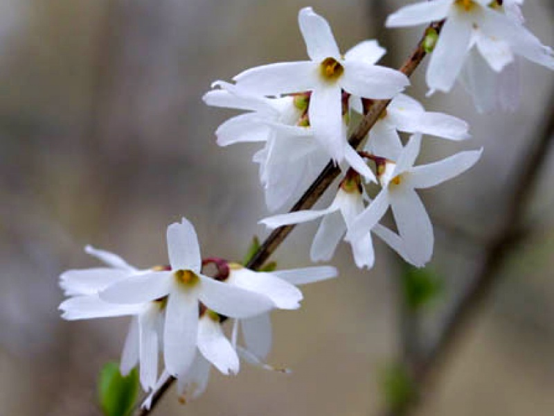 Абелиолистник