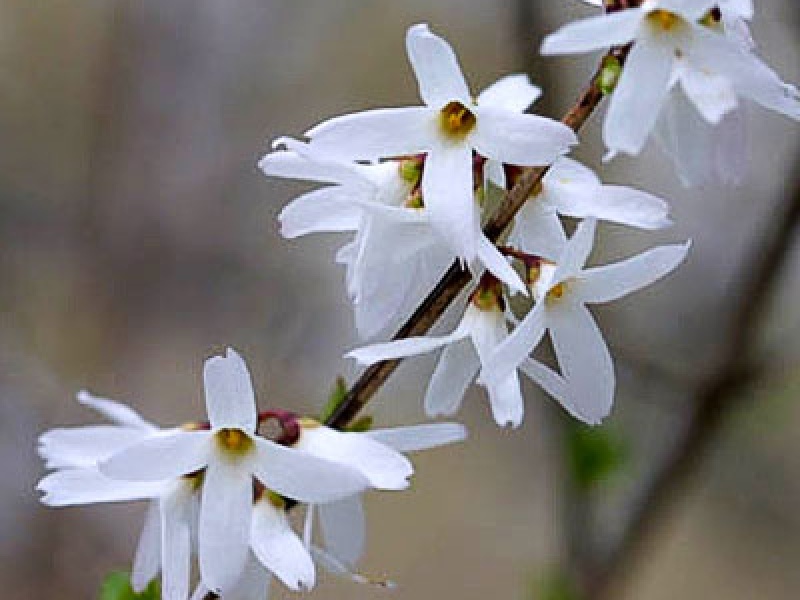 Абелиолистник двурядный (Белая форзиция)