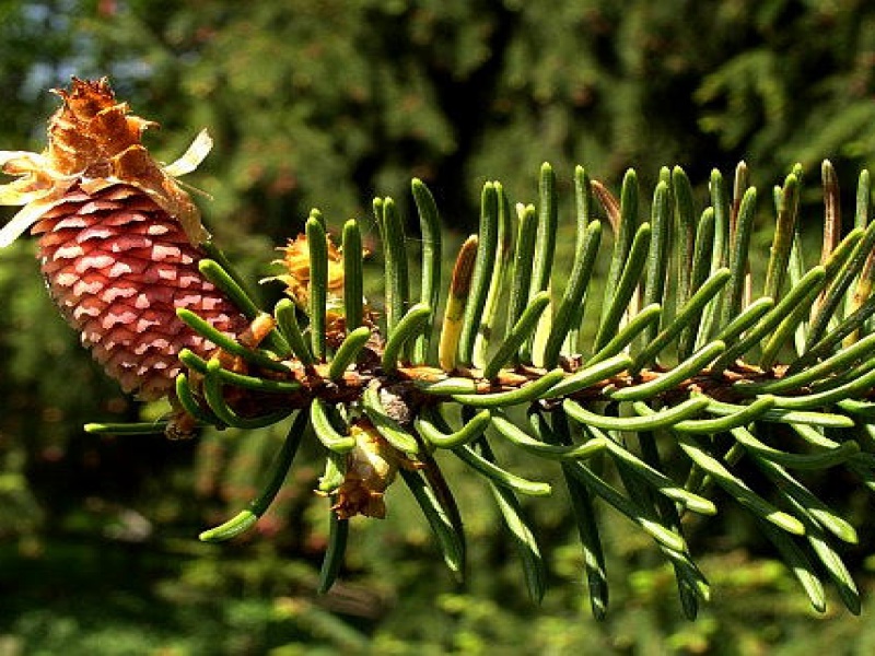 Пихта европейская