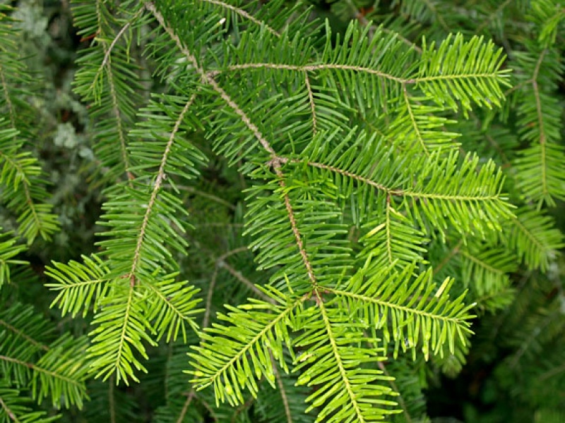 Пихта бальзамическая