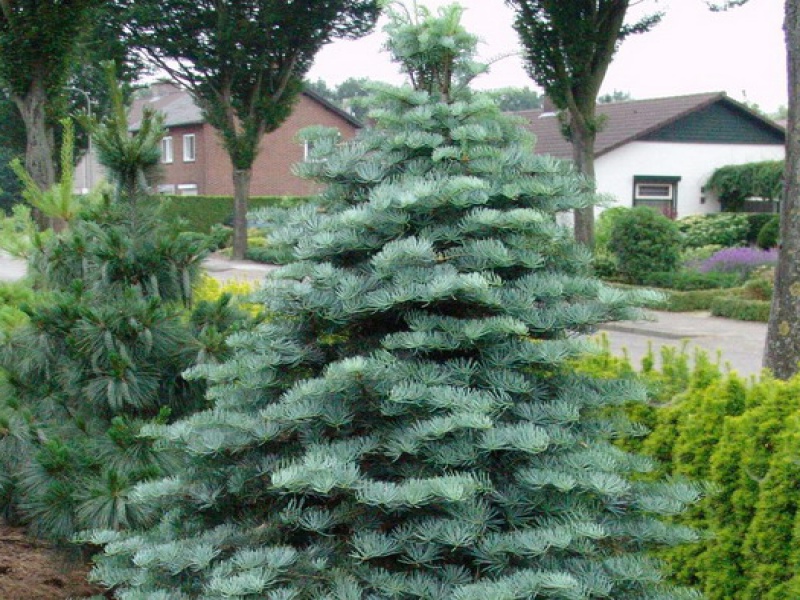 Пихта одноцветная