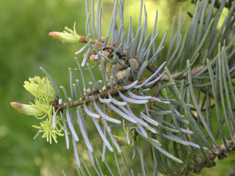 Пихта одноцветная Виолаце