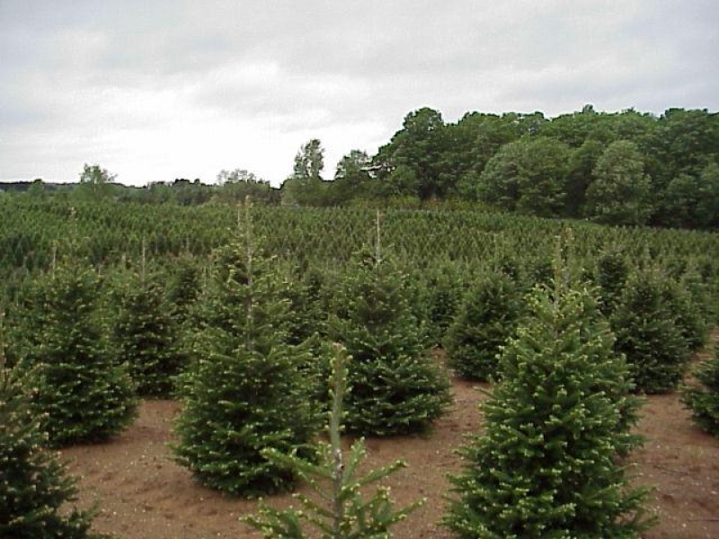 Пихта Фразера