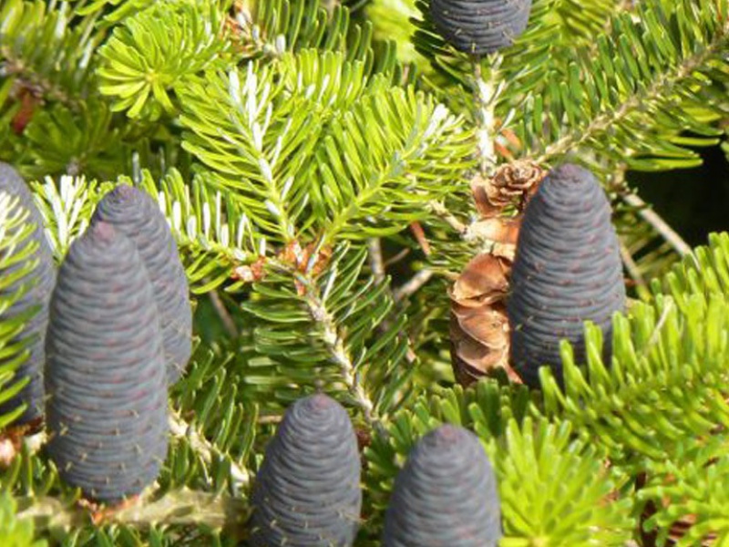 Пихта корейская