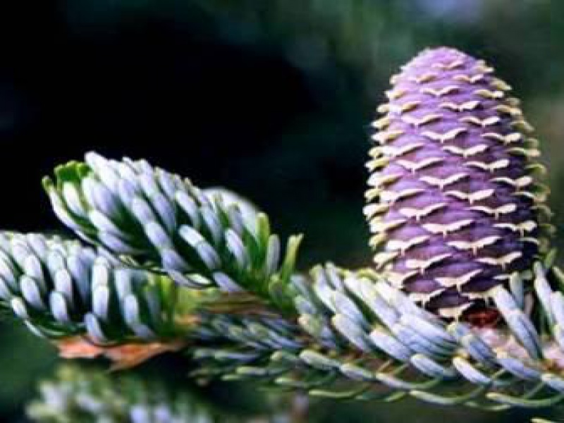 Пихта корейская Силберлок