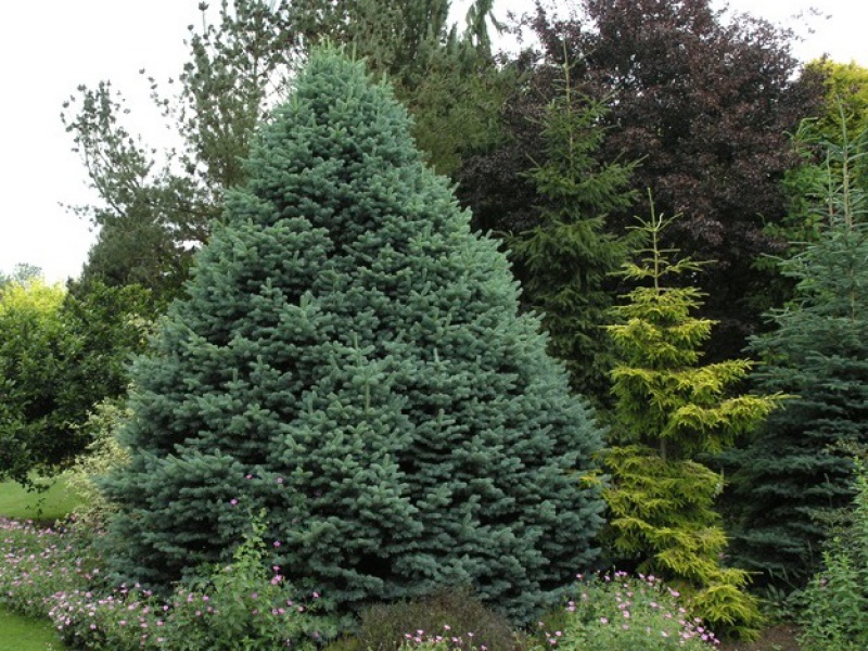 Пихта Субальпийская Аргентеа