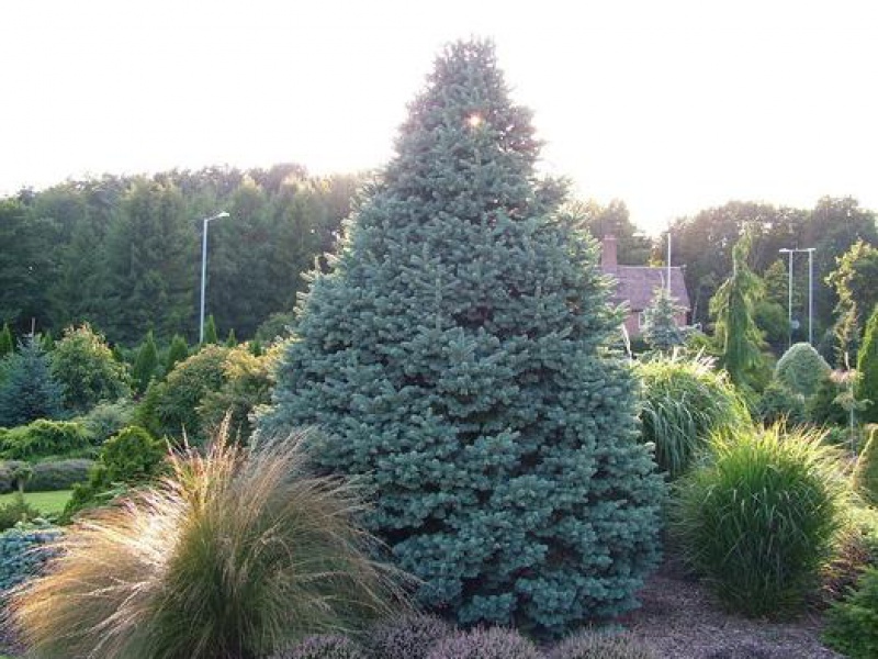 Пихта Субальпийская Компакта