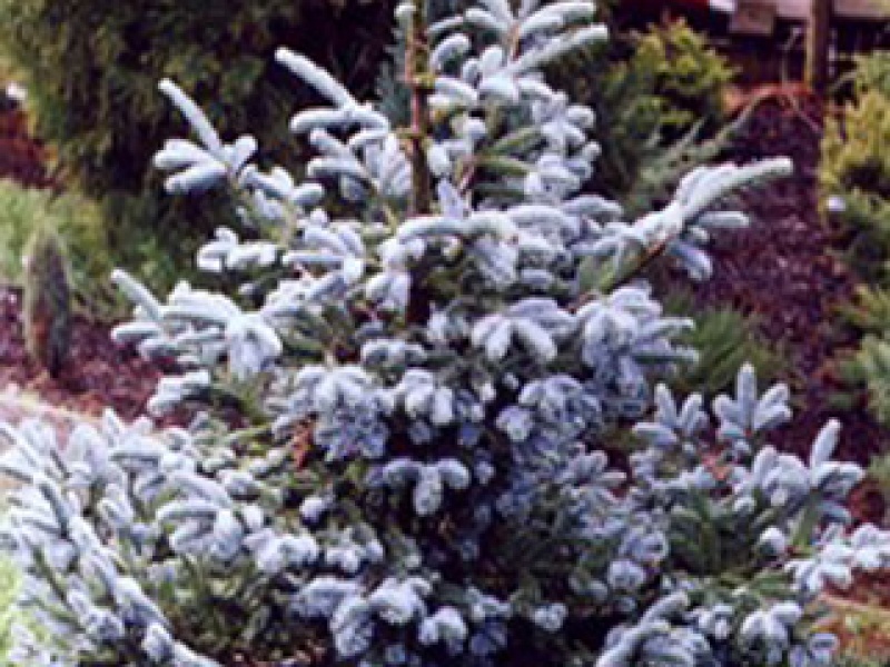 Noble fir
