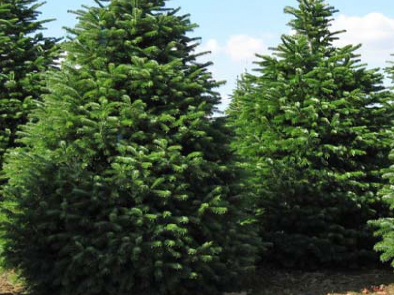 Nordmann fir