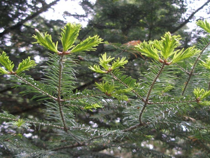 Пихта сахалинская