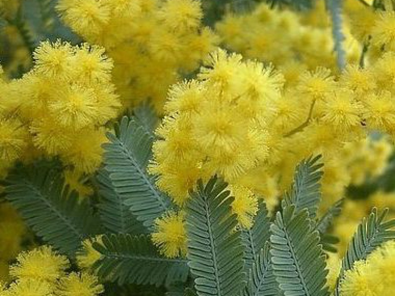 Акация или мимоза